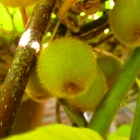 Kiwi / Actinidia deliciosa Jenny